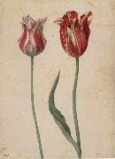 Georg Flegel Two Tulips oil
